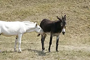 Livestock Farming Imprime: Donkey
