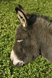 Animal Husbandry Images Imprime: Donkey