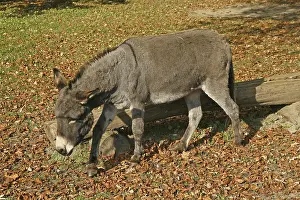 Productive Livestock Farming Imprime: Donkey