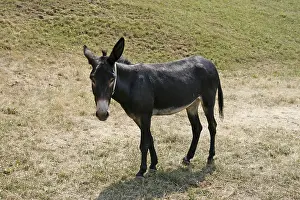 Livestock Farming Imprime: Donkey