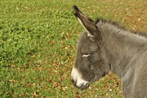 Domestic Ass Imprime: Donkey