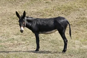 Animal Husbandry Imprime: Donkey