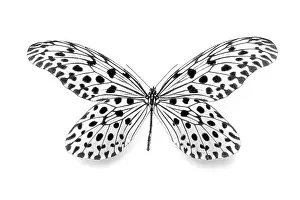 Close Up Insect Photography Imprime: Dots - dotted - dot