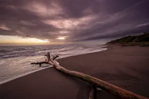 Tree Trunk On Beach Imprime: Dramatic cloudy sky at sunset, tree trunk on the beach