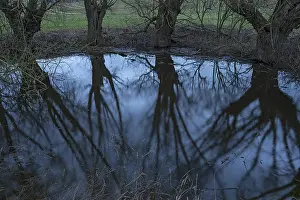 Eastern Germany Landscapes Imprime: Dramatic, ghostly, willows (Salix)