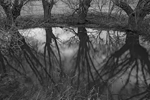 Deciduous Tree Reflection Imprime: Dramatic, ghostly, willows (Salix)