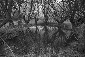 Deciduous Tree Reflection Imprime: Dramatic, ghostly, willows (Salix)