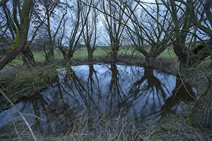 Deciduous Tree Reflection Imprime: Dramatic, ghostly, willows (Salix)