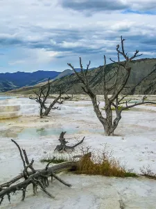 Yellowstone National Park Imprime: Dramatic view of dead trees