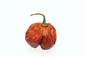 Vegetable Parts Imprime: Dried chilli fruit
