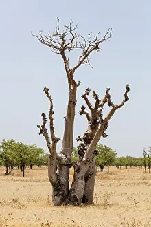 Namibia Drought Imprime: Dried out tree, Namibia