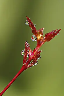 Macro Photography Imprime: Drop