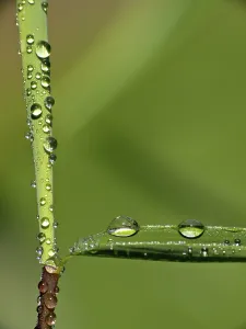 Macro Photography Imprime: Drop
