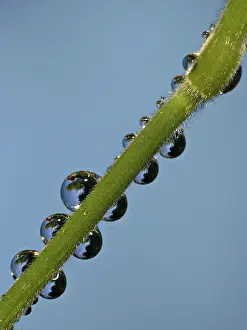 Macro Photography Imprime: Drop