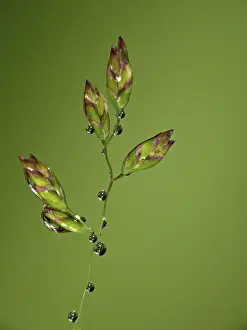 Water Droplets Photography Imprime: Drop