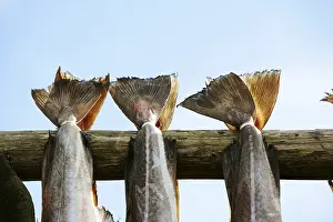 Impresiones de Secando bacalao en RAOstSecando bacalao en Rst Bacalao Del Atlántico Imprime: Secando bacalao en RAOst Secando bacalao en Rst