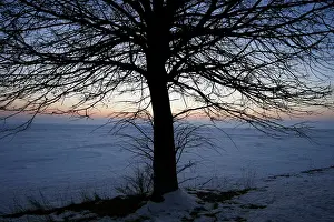 Deciduous Tree Winter Imprime: Eafless tree