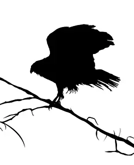 White Background Graphics Imprime: Eagle silhouette on a tree, vector objects over white background