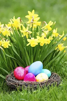 Wild Daffodils In Bloom Imprime: Easter, Easter eggs, Spring, Spring meadow
