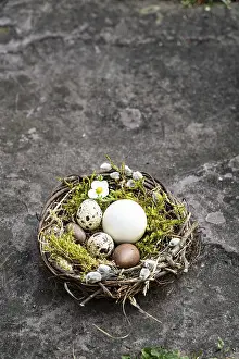 Colorful Easter Eggs Imprime: Easter, Easter nest, grey background
