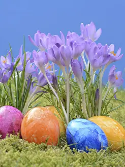 Crocus Blossom Imprime: Easter eggs, Easter egg, eggs, Easter