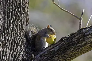 Mammalian Rodent Images Imprime: Eastern gray squirrel (Sciurus niger)