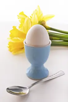 Bivalve Shell Images Imprime: Eggcup