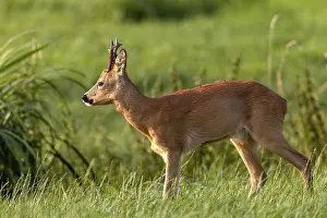 Ruminant Mammal Images Imprime: At the end of the first decade of August