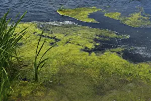 Deserted River Landscape Imprime: Environment, algae formation in the river