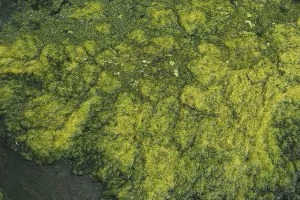 Hydrophytic Plant Species Imprime: Environment, algae formation in the river