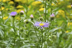 Impresiones de Erigeron pulchellus, una hierba medicinal, Erigeron pulchellus, variedad de florecita silvestre de la familia de las margaritas Pulchellus Imprime: Erigeron pulchellus, una hierba de campo.