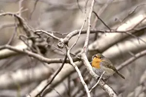 Close Up Wildlife Images Imprime: Erithacus rubecula