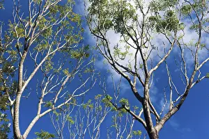 Eucalyptus Tree Imprime: Eucalyptuses (Eucalyptus), tree
