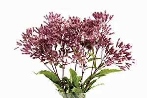 Spermatophyte Plant Life Imprime: Eupatorium (Eupatorium)