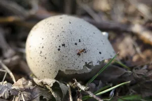 Deserted Waterfowl Habitat Imprime: Eurasian Coot, eggshell