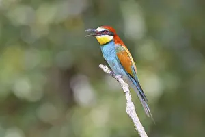 Bird Sitting On A Branch Imprime: European bee-eater (Merops apiaster) sitting on a branch