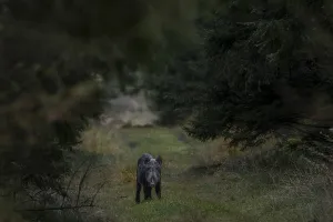 European Wild Pig Behavior Imprime: In the last evening light