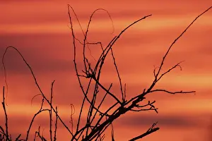 Evening Landscape Photography Imprime: Evening red twigs in front of reddish cloud structures