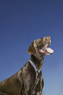 One Person With Dog Imprime: Expectations