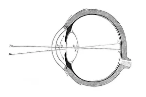 Anatomy Of The Eye Imprime: Eye, schematic representation