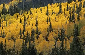 Deciduous Forest Scene Imprime: Fall coloured forest in the Wasatch Range