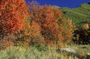 Deciduous Forest Landscape Imprime: Fall coloured maple trees in the Wasatch Range
