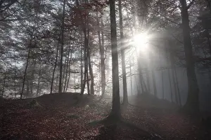 Autumn Forest Germany Imprime: Fall image with a shadowed forest