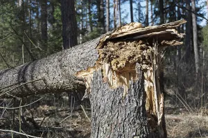 Symbolic Tree Picture Imprime: Fallen tree due to storm damage