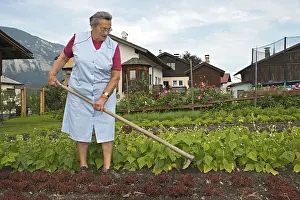 Vegetable Garden Imprime: Farmer working on the farm, weeding the vegetable patch
