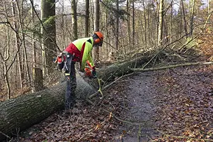 Forest Management Practices Imprime: Felling a tree