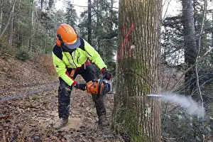Firewood Production Imprime: Felling a tree