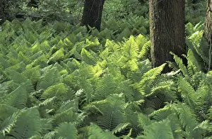 Lush Green Leaves Imprime: Fern