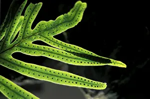 Colorful Leaf Structure Imprime: Fern
