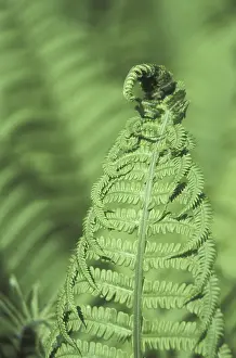 Colorful Leaf Structure Imprime: Fern